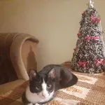 Zaginęła kotka 31.03.2024