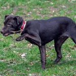 Pies do adopcji, Sopot, 2 kwietnia 2024