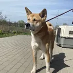 Nr: 118/2024 - Pies z Świdnica Miasto