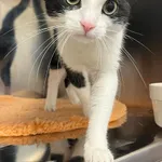 4462/30/24 Rocco  - data przyjęcia - 29.03.2024