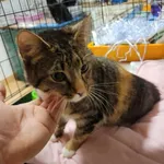 Znaleziono kota, Toruń, 27 marca 2024