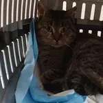 Znaleziono kota, Toruń, 2 kwietnia 2024