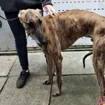 Pies do adopcji, Racławice, 23 września 2021