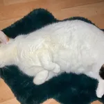 Zaginął kot, Lublin, 3 kwietnia 2024