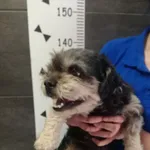 Przyjęty: 2024-04-03 Gmina: Kalwaria Zebrzydowska Płeć: Pies Opis: mieszaniec, szaro-brązowy