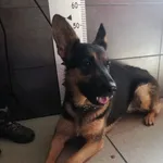 Przyjęty: 2024-04-03 Gmina: Jaworzno Płeć: Suka Opis: mieszaniec, czarne-podpalane