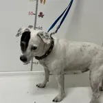 Znaleziono psa, Bytom, 3 kwietnia 2024