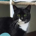 Kot do adopcji, Dąbrówka, 4 kwietnia 2024