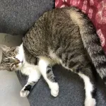 Zaginął kot, Łódź, 3 kwietnia 2024