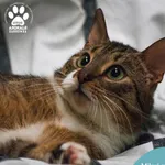 Kot do adopcji, Dąbrówka, 4 kwietnia 2024