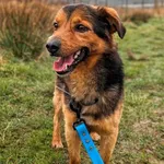 Pies do adopcji, Żywiec, 3 kwietnia 2024