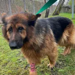 GW/198/5/24 Diana-  data przyjęcia - 03.04.2024