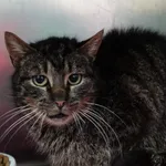 Znaleziono kota, Gdańsk, 4 kwietnia 2024