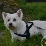 Pies do adopcji, Chełmek, 9 marca 2024