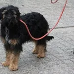 Znaleziono psa, Oborniki, 22 marca 2024