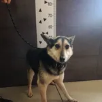 Przyjęty: 2024-04-04 Gmina: Spytkowice Płeć: Pies Opis: mieszaniec, czarne-podpalane