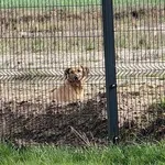 Szuka Domu !!! W miejscowości Małopole ul. Graniczna, został znaleziony pies. Pies jest w dobrym stanie ogólnym, jest natomiast nieufny i wystraszony. Czeka na swojego opiekuna lub nowy dom  W ramach