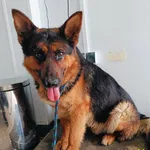 Pies do adopcji, Racławice, 3 kwietnia 2024