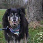 Pies do adopcji, Chełmek, 27 czerwca 2022