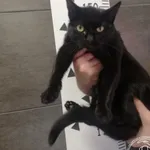 Przyjęty: 2024-04-05 Gmina: Libiąż Płeć: Kotka Opis: europejska, czarna