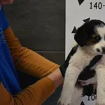 Znaleziono psa, Chełmek, 5 kwietnia 2024