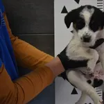 Znaleziono psa, Chełmek, 5 kwietnia 2024