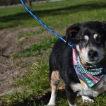 Pies do adopcji, Chełmek, 1 stycznia 2023