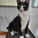 Znaleziono kota, Grudziądz, 31 stycznia 2024