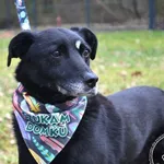 Pies do adopcji, Chełmek, 2 października 2022