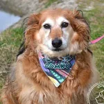 Pies do adopcji, Chełmek, 1 stycznia 2023