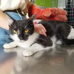 Nr: 123/2024 - Kot z Świdnica Miasto