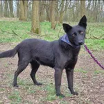 Znaleziono psa, Grudziądz, 30 października 2023