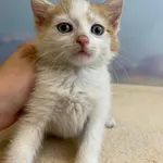 Kot do adopcji, Kielce, 23 maja 2024