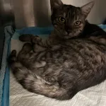 Kot do adopcji, Włocławek, 7 kwietnia 2024