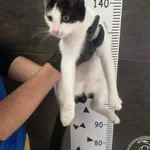 Znaleziono kota, Chełmek, 7 kwietnia 2024