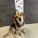 Znaleziono psa, Chełmek, 7 kwietnia 2024