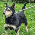 Pies do adopcji, Ropczyce, 8 kwietnia 2024