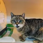 Znaleziono kota, Racławice, 7 kwietnia 2024