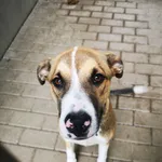 Pies do adopcji, Konin, 22 lipca 2021