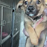 Pies do adopcji, Włocławek, 7 kwietnia 2024