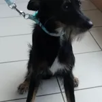 SUCZKA PRZYPROWADZONA PRZEZ ZNALAZCĘ