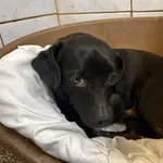 Pies do adopcji, Włocławek, 7 kwietnia 2024