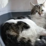 KOT Z INTERWENCJI DNIA 08.04.2024