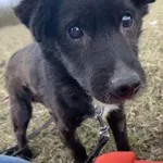 Pies do adopcji, Konin, 18 grudnia 2022