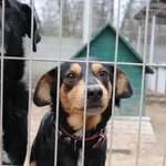 Pies do adopcji, Konin, 21 października 2023