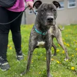 Pies do adopcji, Kielce, 9 kwietnia 2024