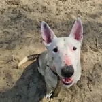 Pako - ur. ok. 07.04.2020r.