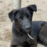 Kamilek - ur. ok. 03.06.2020r.