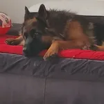 Zaginął pies, Krusze, 9 kwietnia 2024