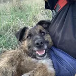 Patyk - ur.ok. 29.03.2022